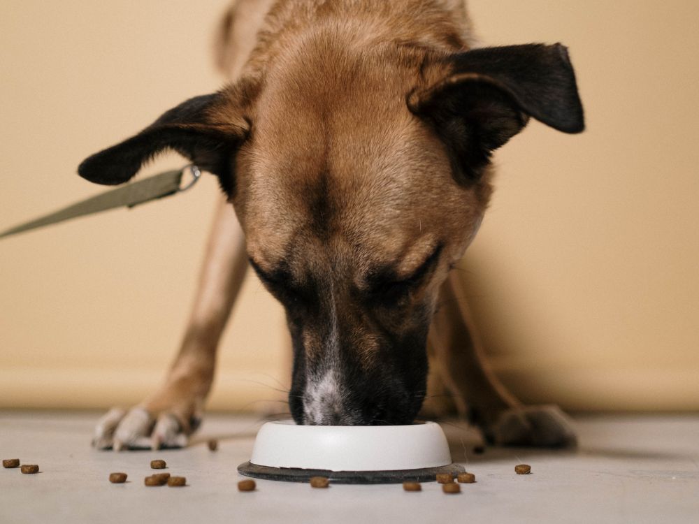cuidados com a alimentação do cachorro no inverno