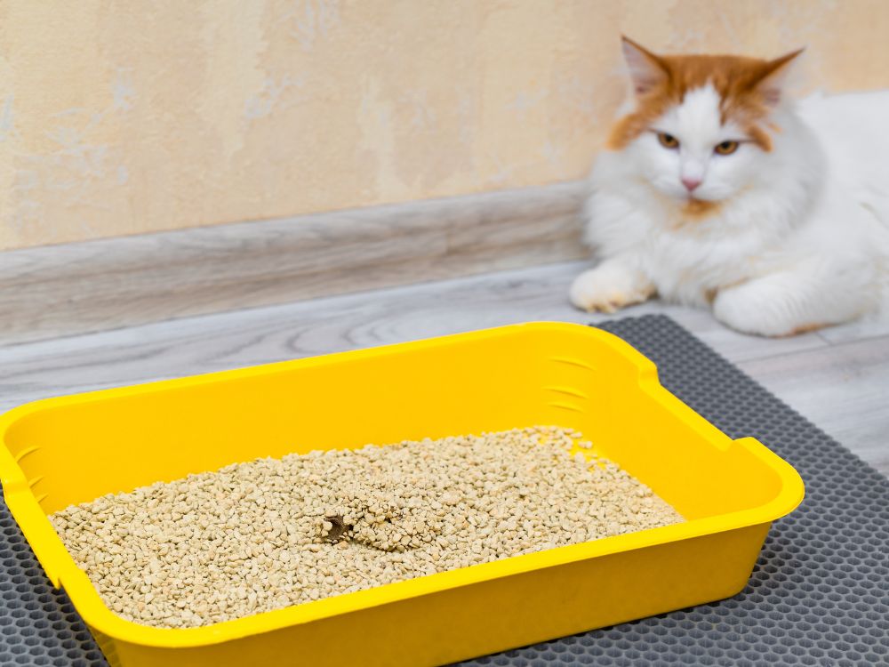 ensinar o gato a usar a caixa de areia