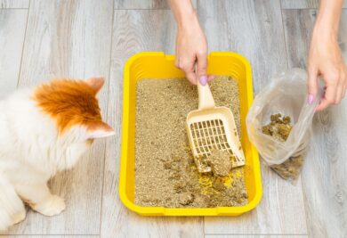Tutora limpando a caixa de areia do gato. Foto: Canva.