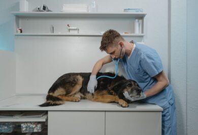 Cachorro sendo tratado por veterinário. Foto: Canva.