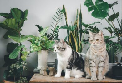Dois gatos sentados perto de plantas. Foto: Canva.