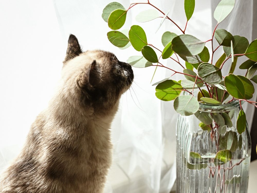 plantas perigosas para gatos