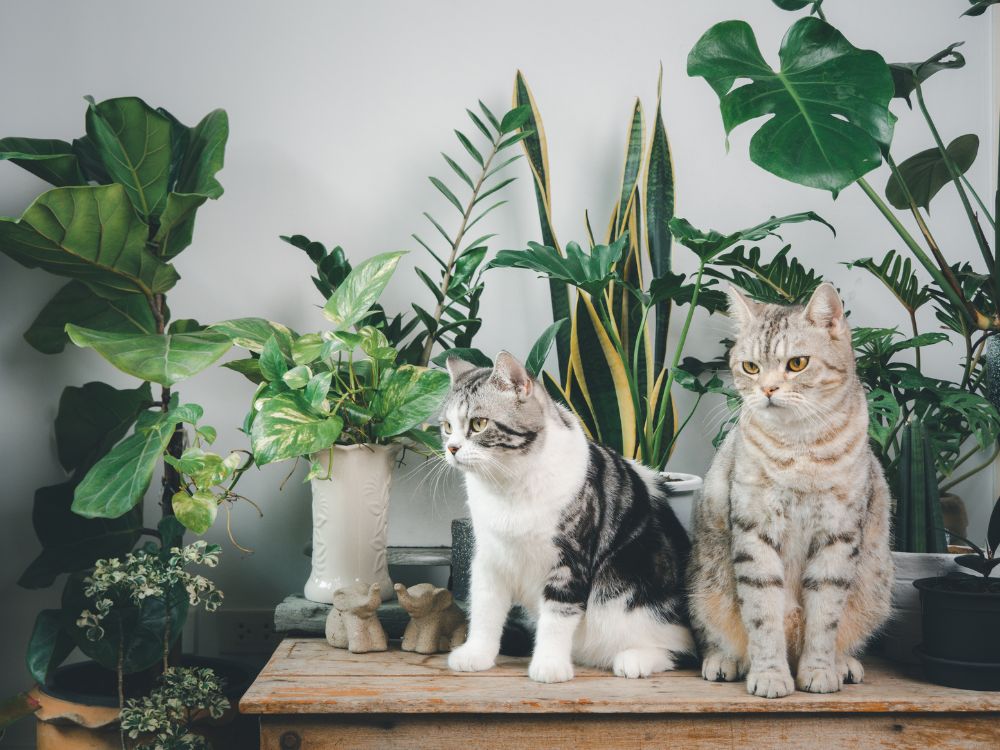 plantas perigosas para gatos