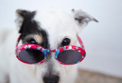 Cachorro usando óculos de sol. Foto: Canva.