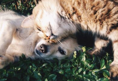 Gato esfregando a bochecha no cachorro deitado. Foto: Canva.