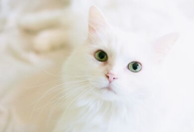 Gato peludo da cor branca. Foto: Canva.